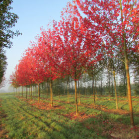 Erable rouge - Acer x freemanii 'Autumn Blaze' - Les Pépinières de la Roselière - Normandie - Paris - Rouen - Le Havre