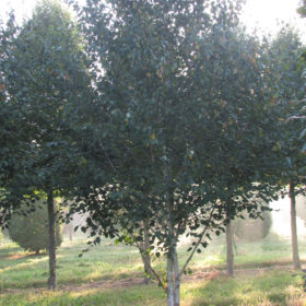 Bouleau de l'Himalaya - Betula utilis 'Jacquemontii' - Les Pépinières de la Roselière - Normandie - Paris - Rouen - Le Havre
