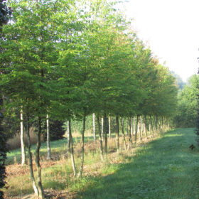 Charmille commune - Carpinus betulus - Cépées - Les Pépinières de la Roselière - Normandie - Evreux - Paris - Rouen - Le Havre