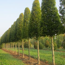 Charmille fastigiée - Carpinus betulus 'Fastigiata' - Les Pépinières de la Roselière - Normandie - Paris - Rouen - Le Havre