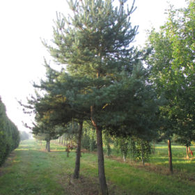Pin sylvestre -Pinus sylvestris - Les Pépinières de la Roselière - Normandie - Proche Rouen - Paris - Rouen - Le Havre