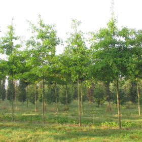 Chêne des marais - Quercus Palustris - Les Pépinières de la Roselière - Normandie - Paris - Arbres d'exceptions - Paris - Rouen - Le Havre
