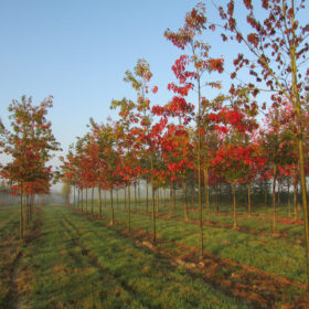 Chêne rouge d'Amérique - Quercus Rubra - Les Pépinières de la Roselière - Normandie - Neufchâtel en Bray - Paris - Rouen - Le Havre