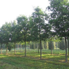 Chêne du Japon - Quercus dentata - Les Pépinières de la Roselière - Normandie - Collection - Rouen - Paris - Rouen - Le Havre