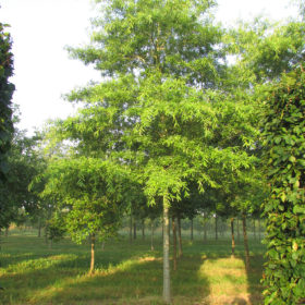 Chêne américain - Quercus x schochiana - Les Pépinières de la Roselière - Normandie - Le Havre - Honfleur - Rouen - Paris