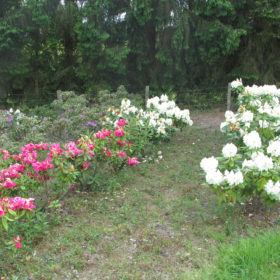 Rhododendron 'Cunnighams white' - Terre de Bruyère - Les Pépinières de la Roselière - Normandie - Paris - Rouen - Le Havre