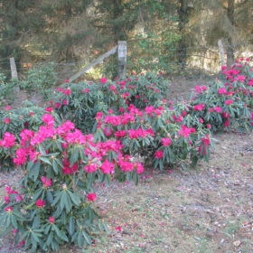 Rhododendron - Les Pépinières de la Roselière - Normandie - Paris - Rouen - Le Havre