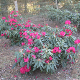 Rhododendron - Les Pépinières de la Roselière - Normandie -Paris - Rouen - Le Havre