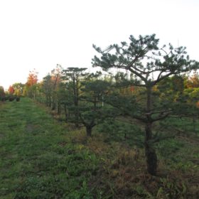 Niwaki - Pinus sylvestris - Pin sylvestre - Pépinières la Roselière