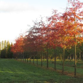 Chênes - Quercus - Arbres d'alignement - Paris - Rouen -Le Havre - Deauville