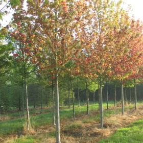 Erable rouge - Acer rubrum - Les Pépinières de la Roselière - Normandie - Pépinière Rouen - Paris - Rouen - Le Havre