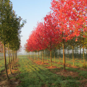 Erable rouge - Acer x freemanii 'Autumn Blaze' - Les Pépinières de la Roselière - Normandie - Paris - Rouen - Le Havre