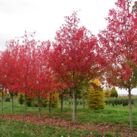 Erable rouge - Acer x freemanii 'Autumn Blaze' - Les Pépinières de la Roselière - Normandie - Arbres - Paris - Rouen - Le Havre
