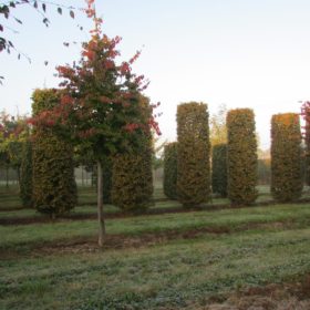 Charmille commune cylindre carpinus betulus cylindre - Topiaire - Haies formées - Carpinus betulus cylindre - Les Pépinières de la Roselière - Normandie -Topiaire - Paris - Rouen - Le Havre