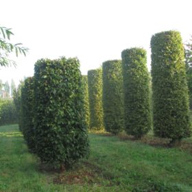 Charmille commune en cylindre - Carpinus betulus en cylindre - Les Pépinières de la Roselière - Normandie - Paris - Rouen - Le Havre