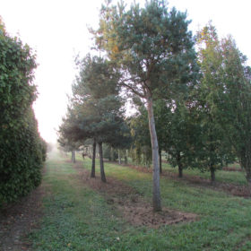 Pin sylvestre - Pinus sylvestris - Les Pépinières de la Roselière - Normandie - Paris - Rouen - Le Havre