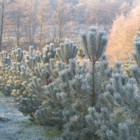 Pinus sylvestris - Pin sylvetsre - Les Pépinières de la Roselière - Normandie - Persistant - Pépinière Rouen - Paris - Rouen - Le Havre