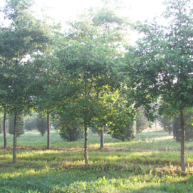 Chêne bicolor - Quercus bicolor - Les Pépinières de la Roselière - Normandie - Deauville - Paris - Rouen - Le Havre