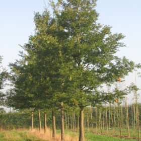 Chêne chevelu - Quercus cerris - Les Pépinières de la Roselière - Normandie - Paris - Rouen - Le Havre