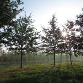 Chêne chevelu - Quercus cerris - Les Pépinières de la Roselière - Normandie - Dieppe - Paris - Rouen - Le Havre