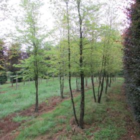 Cépées de Carpinus betulus - Cépées de Charmille commune - pépinière Normandie - Pépinière proche de Rouen