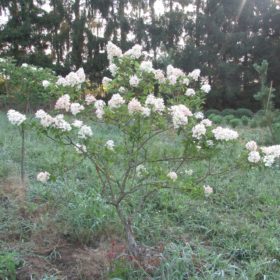 Hydrangea Arborescens -Hortensia de Virginie - Pépinières d'arbustes- Les Pépinières de la Roselière