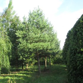 Pinus sylvestris - Pin Sylvestre - Les Pépinières de la Roselière