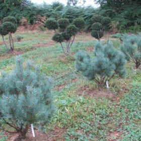 Pinus sylvestris 'Nana' - Pin sylvestre nain - Arbustes - Les Pépinières de la Roselière