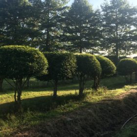 Prunus-topiaires-persistants-76-Normandie-producteur