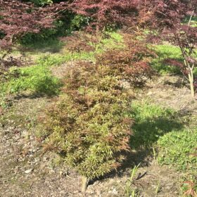 Acer palmatum 'Jerre Schwartz'