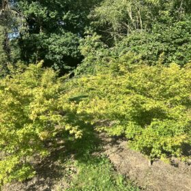 Acer palmatum 'Sangokaku'