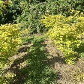 Acer palmatum 'Summer Gold'
