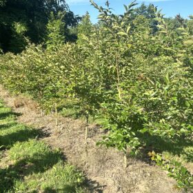 Lagerstromia indica 'Natchez'